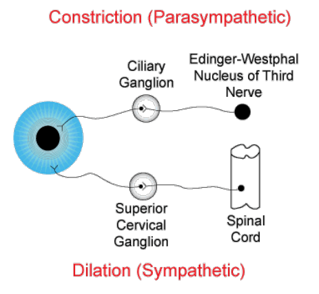 What happens during Eye Dilation
